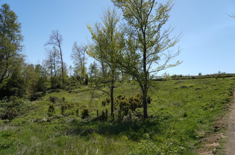 Se vende parcela Los Riscos Pucon Pucón Candelaria Correntoso Chile cerca Colegio Walldorf